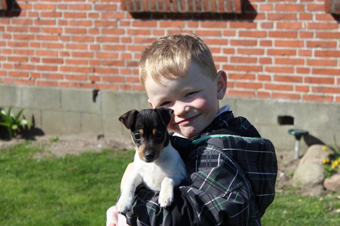 Dansk svensk gaardhund Kvik billede 8