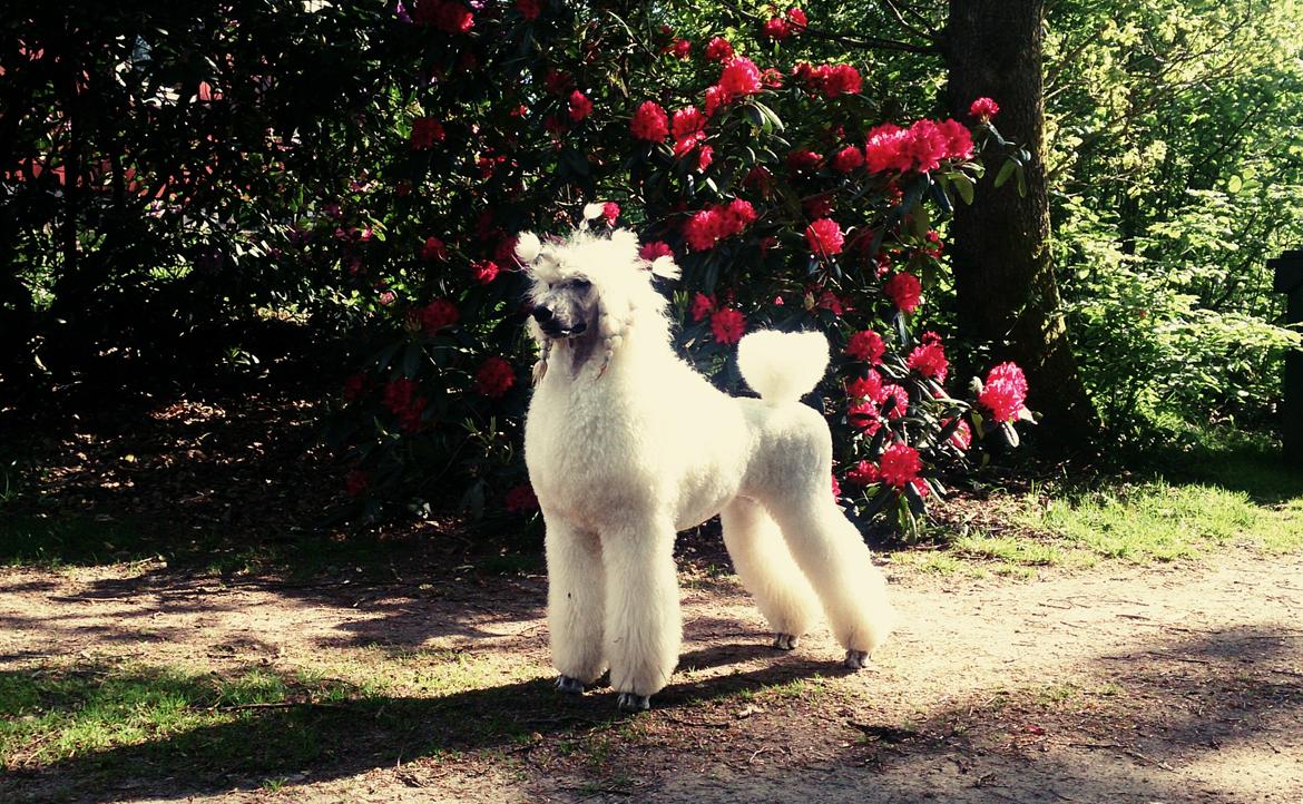 Storpuddel Tula billede 3