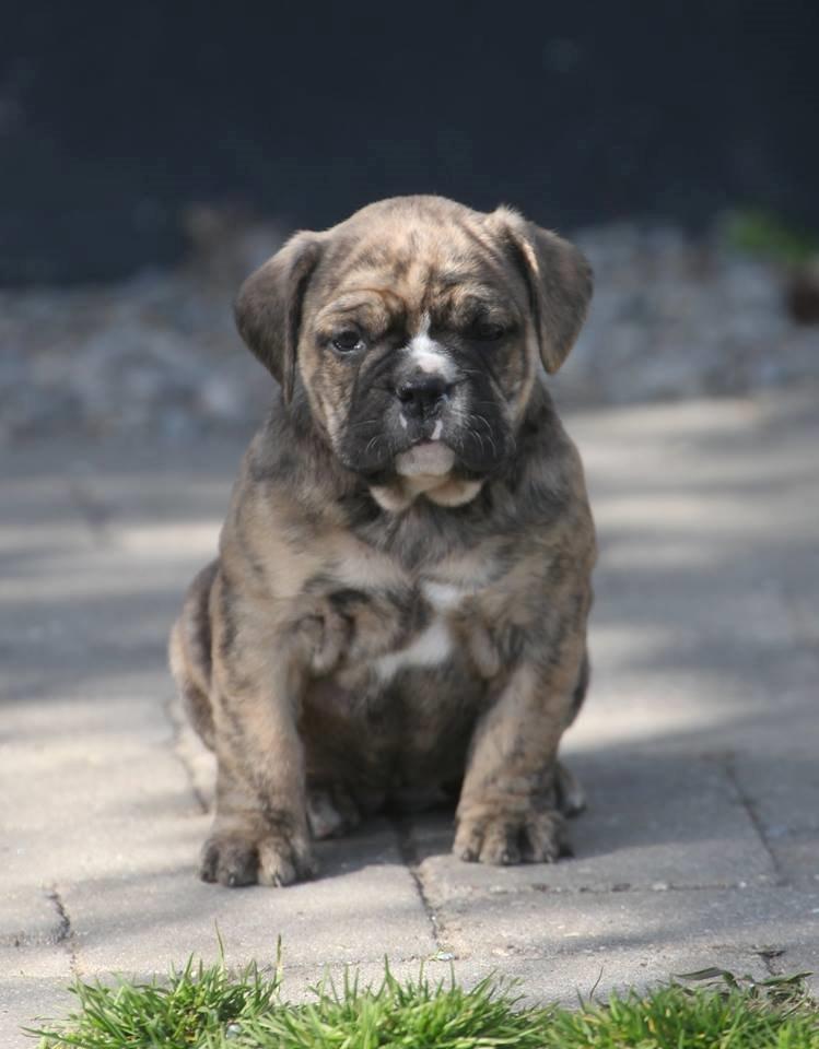 Olde english bulldogge Østergaard´s Pippa billede 1