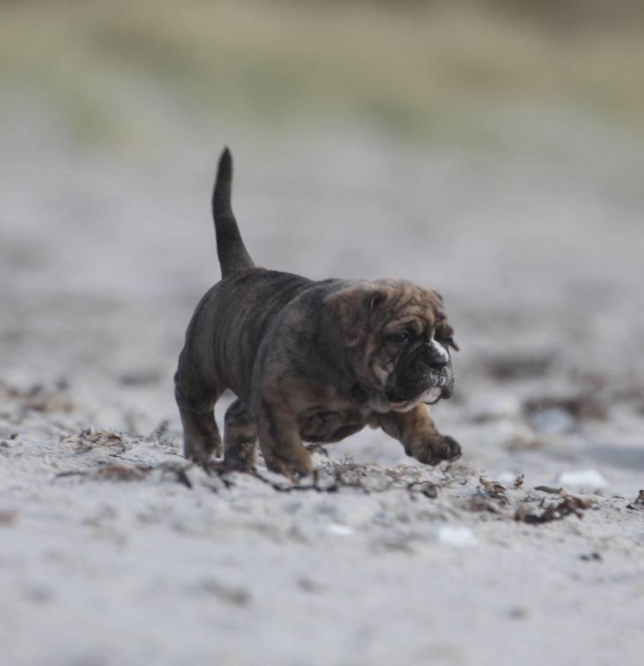 Olde english bulldogge Østergaard´s Pippa billede 3