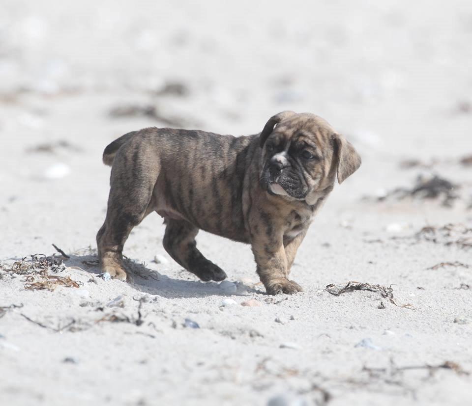 Olde english bulldogge Østergaard´s Pippa billede 6