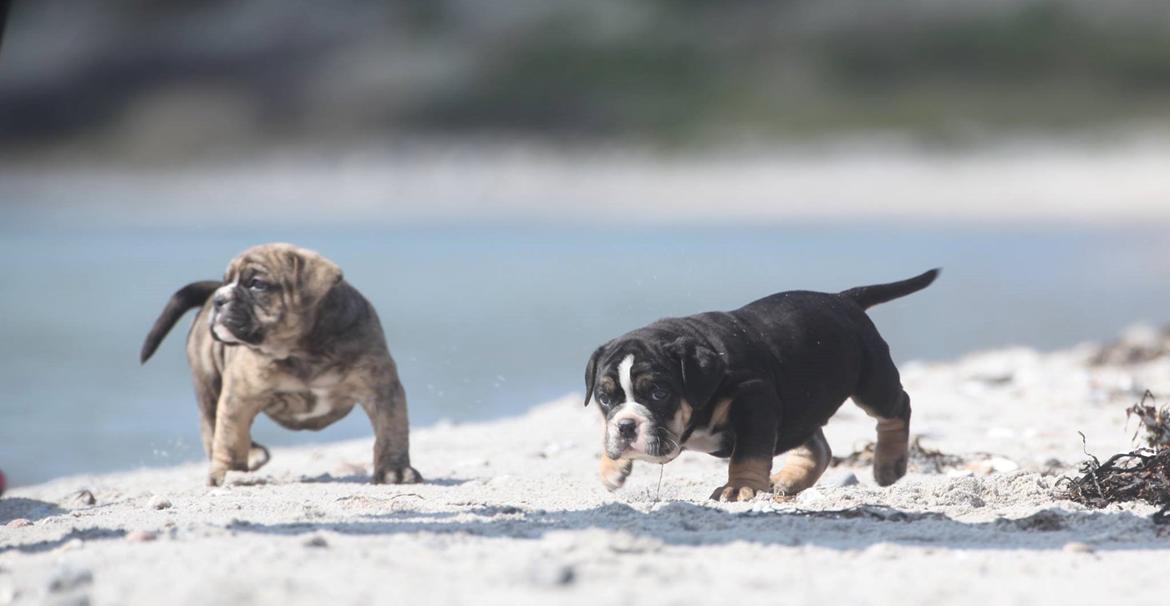 Olde english bulldogge Østergaard´s Pippa billede 4