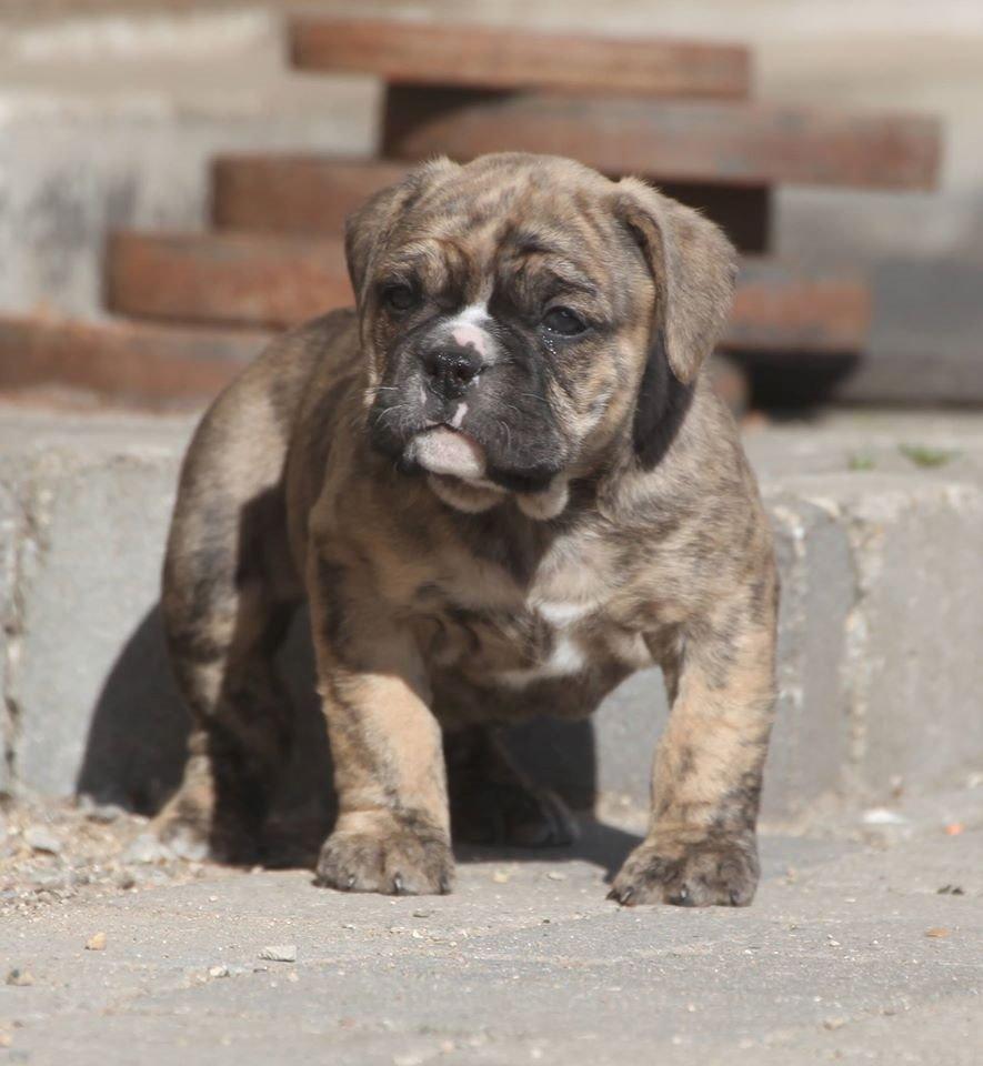 Olde english bulldogge Østergaard´s Pippa billede 8