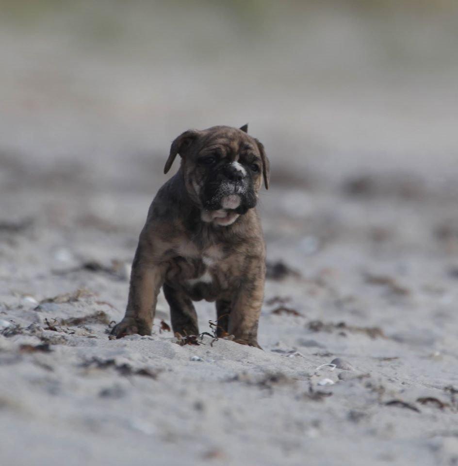 Olde english bulldogge Østergaard´s Pippa billede 7
