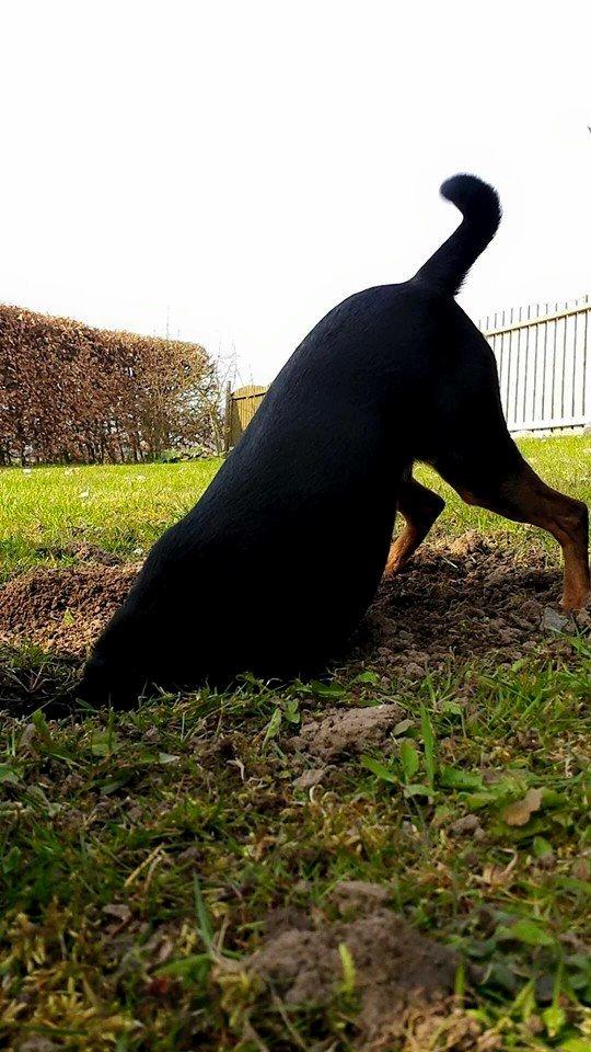 Blanding af racer Ninja *pivdyr* billede 8