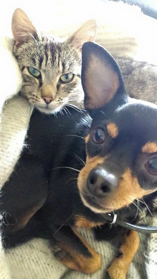 Blanding af racer Ninja *pivdyr* billede 9