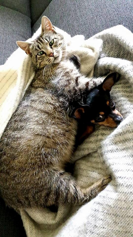 Blanding af racer Ninja *pivdyr* billede 10