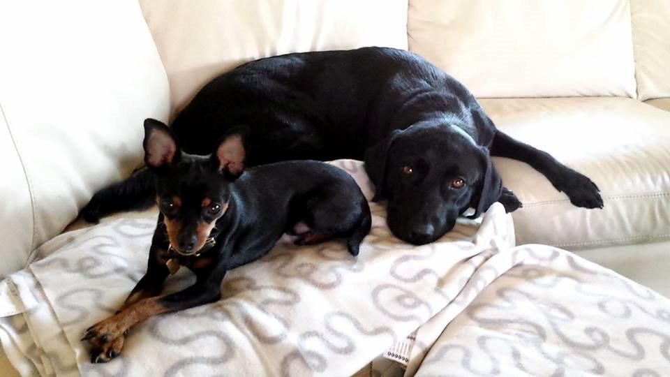 Blanding af racer Ninja *pivdyr* billede 42