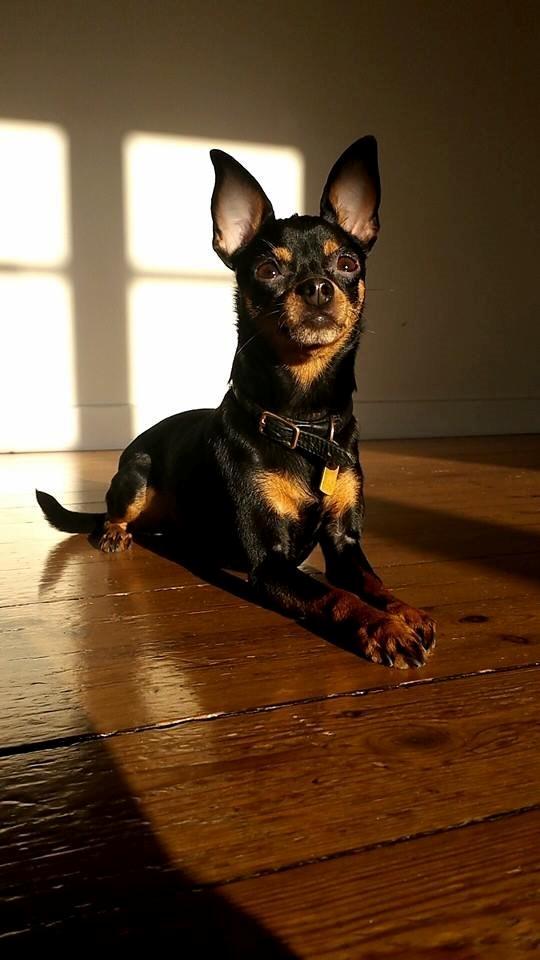 Blanding af racer Ninja *pivdyr* billede 7