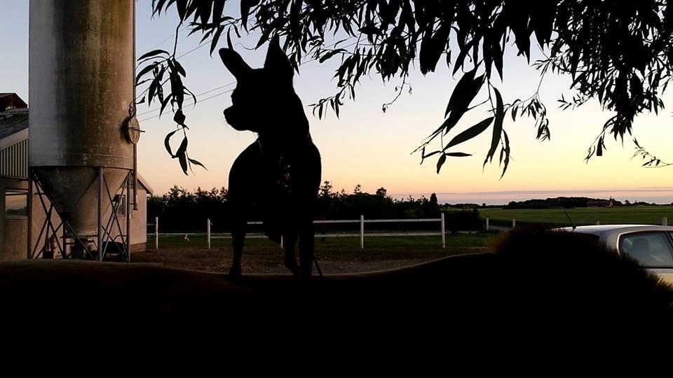 Blanding af racer Ninja *pivdyr* billede 44