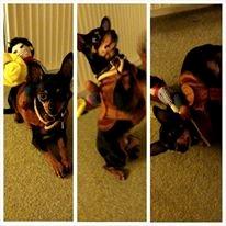 Blanding af racer Ninja *pivdyr* billede 45