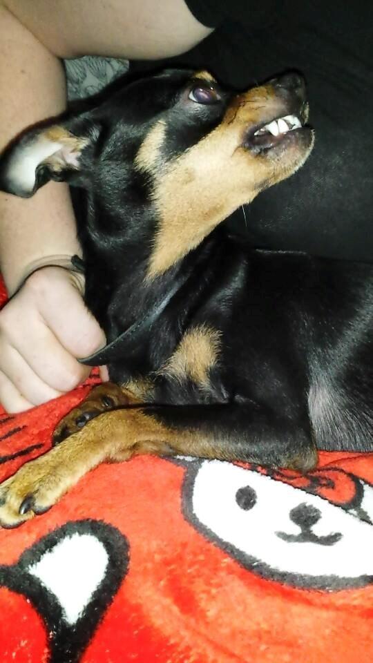 Blanding af racer Ninja *pivdyr* billede 43