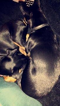 Blanding af racer Ninja *pivdyr* billede 48