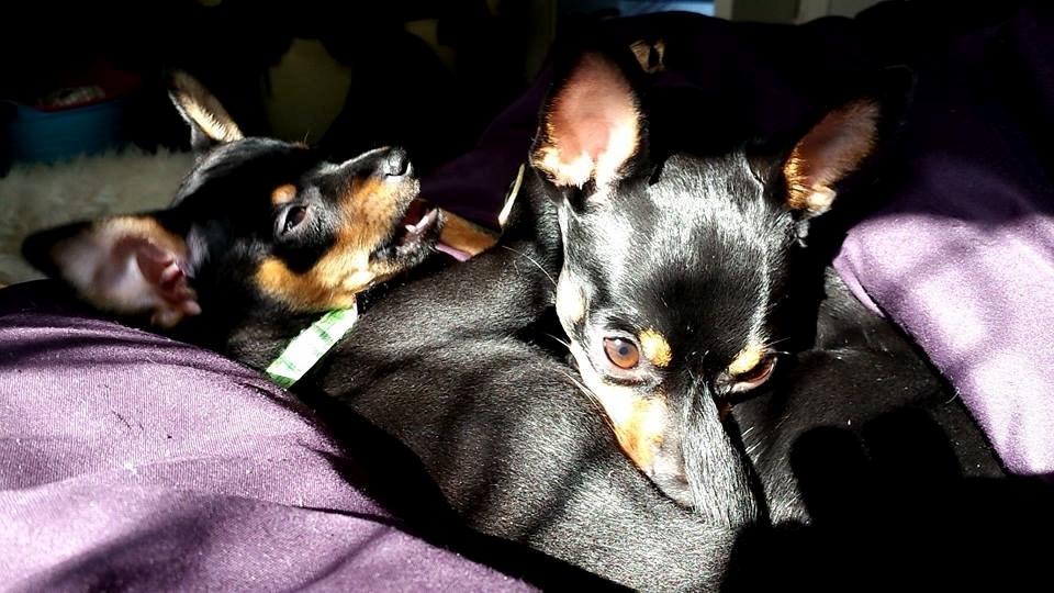 Blanding af racer Ninja *pivdyr* billede 47