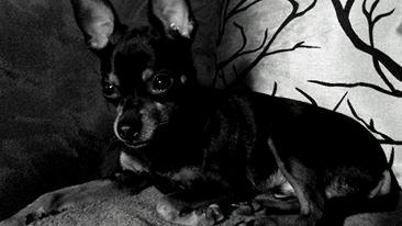 Blanding af racer Ninja *pivdyr* billede 50