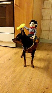 Blanding af racer Ninja *pivdyr* billede 46