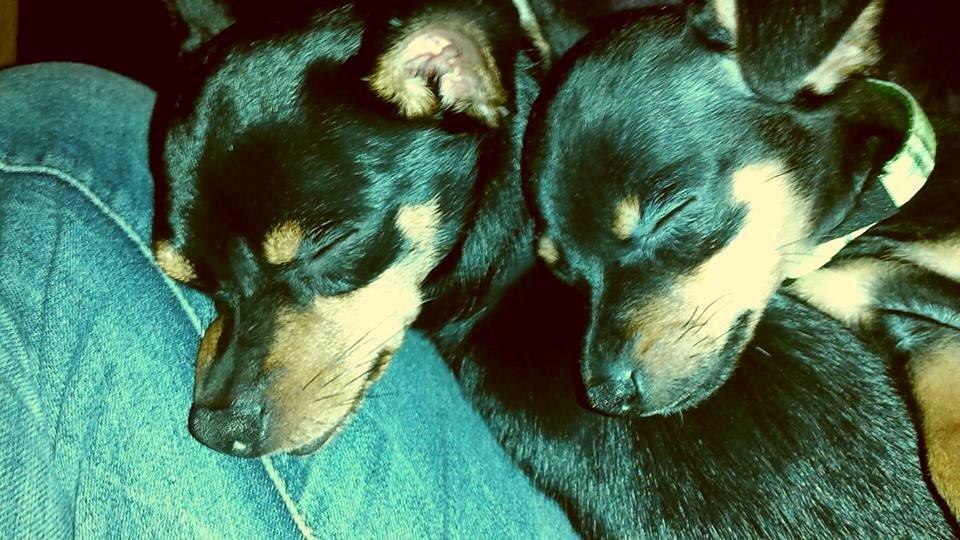 Blanding af racer Ninja *pivdyr* billede 49