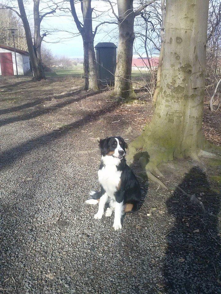 Berner sennenhund Tunala billede 30