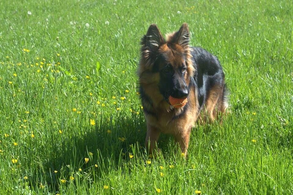 Schæferhund Nikita billede 4
