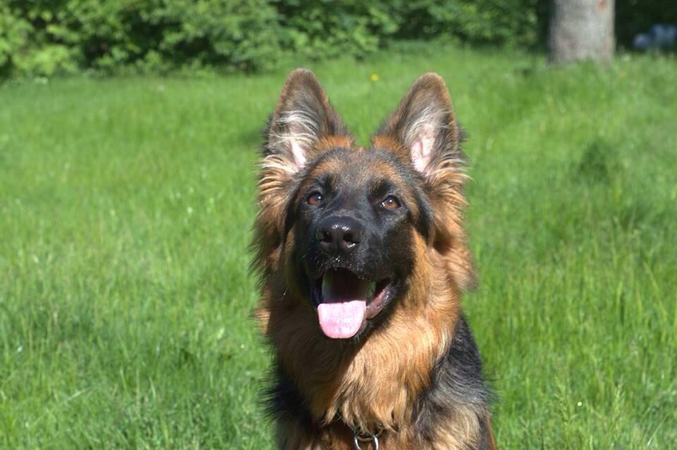 Schæferhund Nikita billede 2