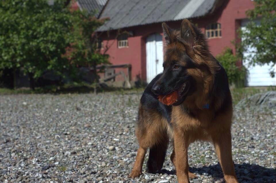 Schæferhund Nikita billede 7