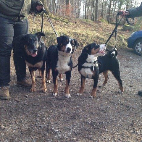 Appenzeller sennenhund Bufas Zalza Zizi (Caza) billede 21