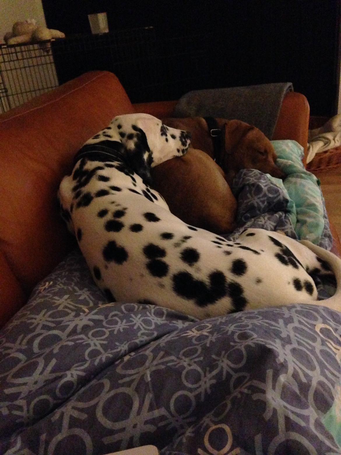 Dalmatiner Joey billede 5