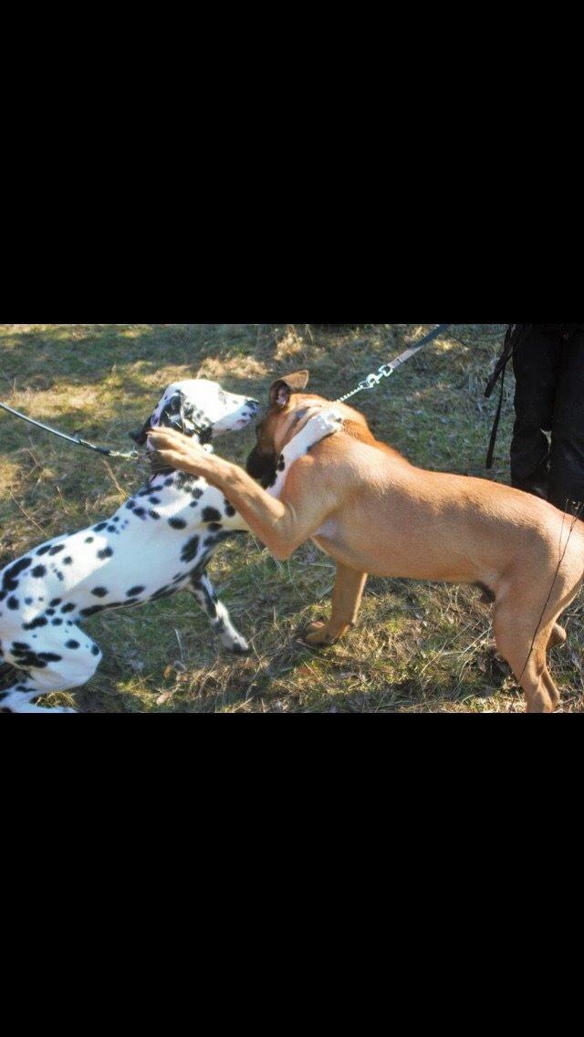 Dalmatiner Joey billede 7