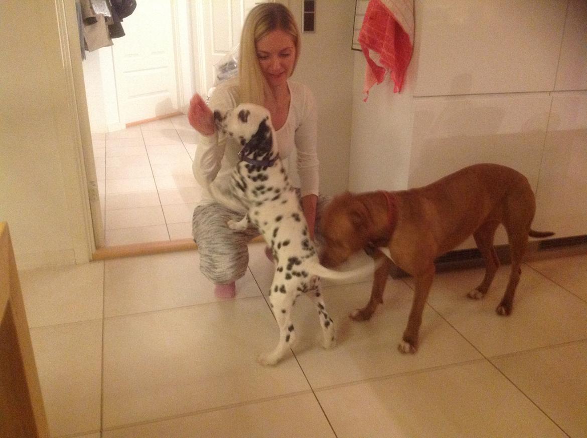 Dalmatiner Joey billede 12