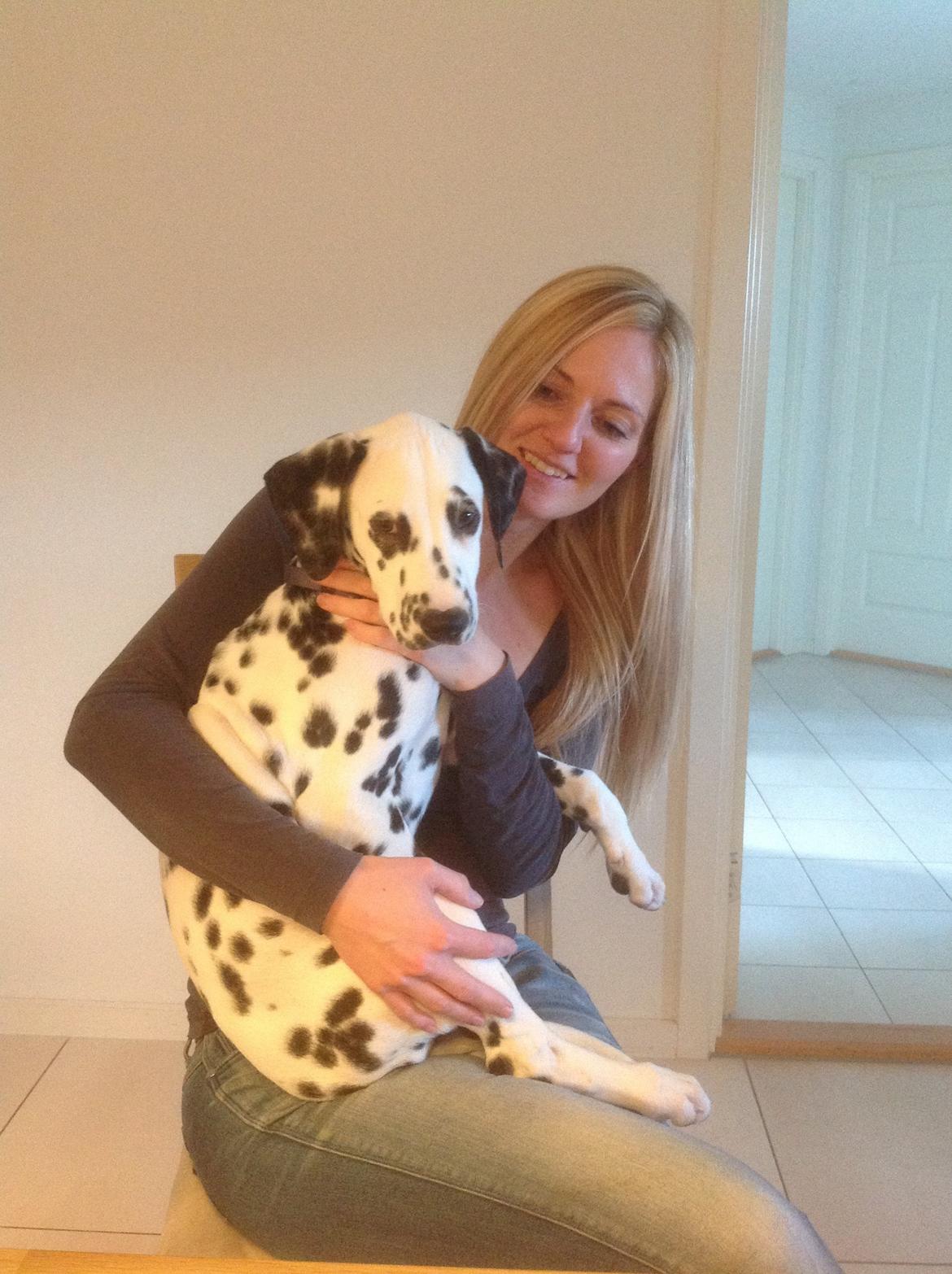 Dalmatiner Joey billede 13