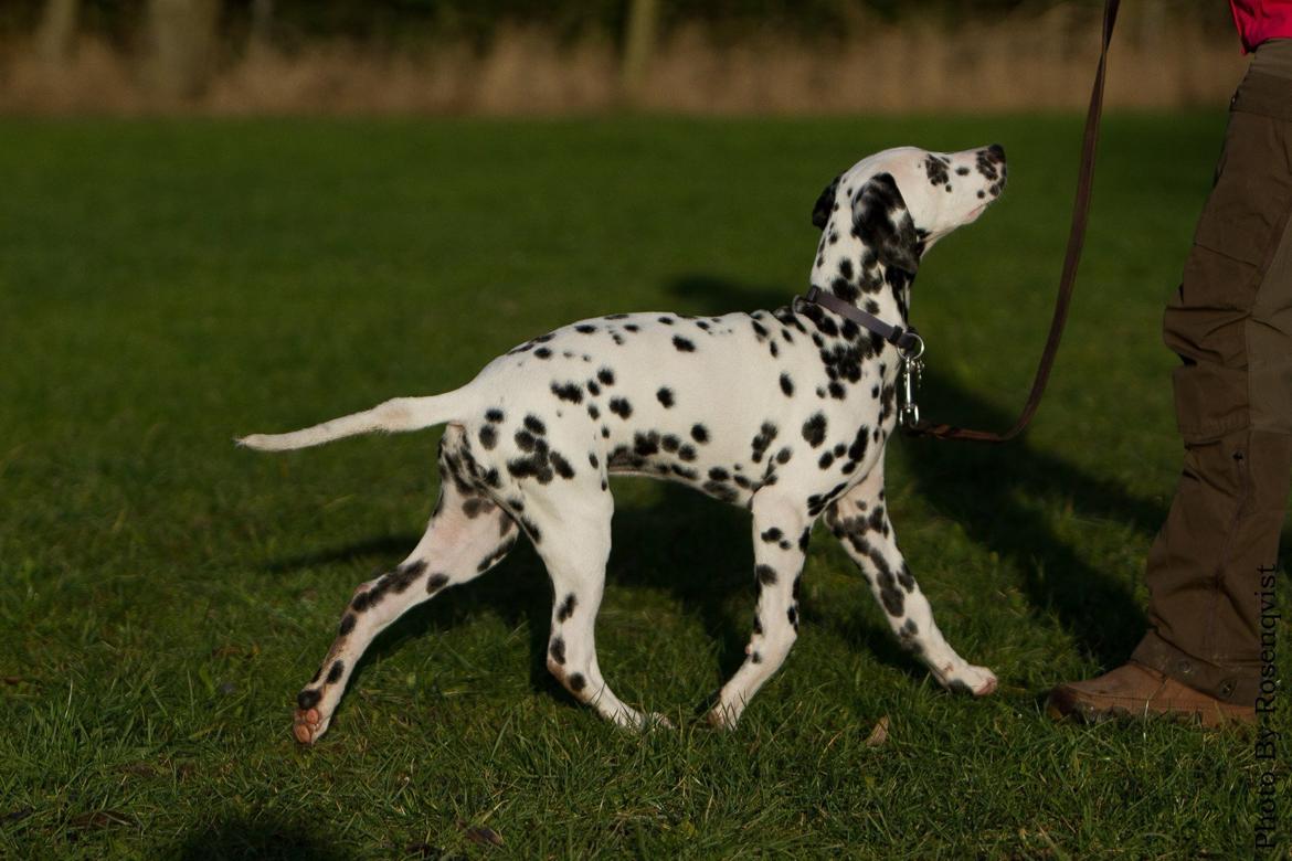 Dalmatiner Joey billede 16