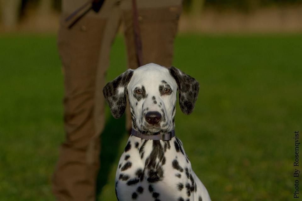 Dalmatiner Joey billede 15