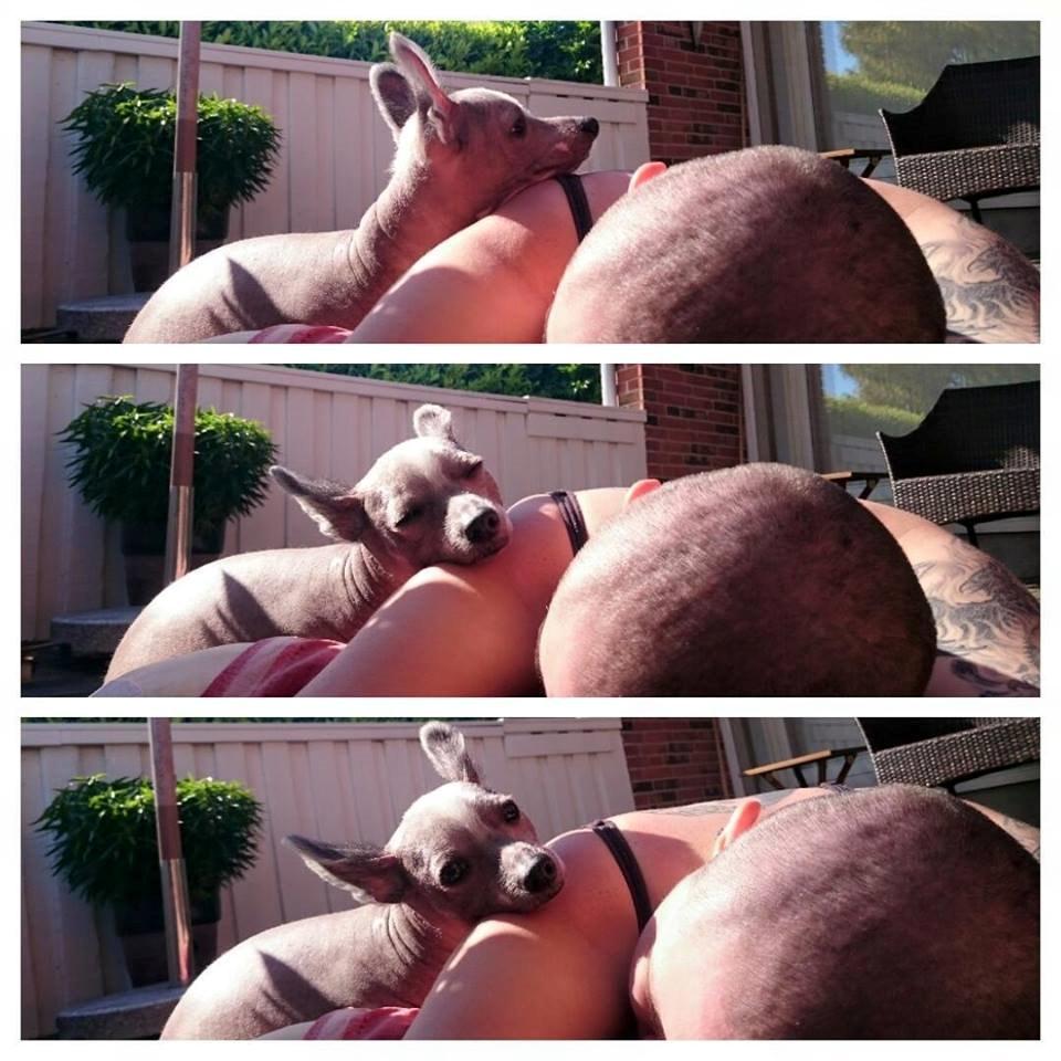 Chinese crested hårløs Spooky billede 28