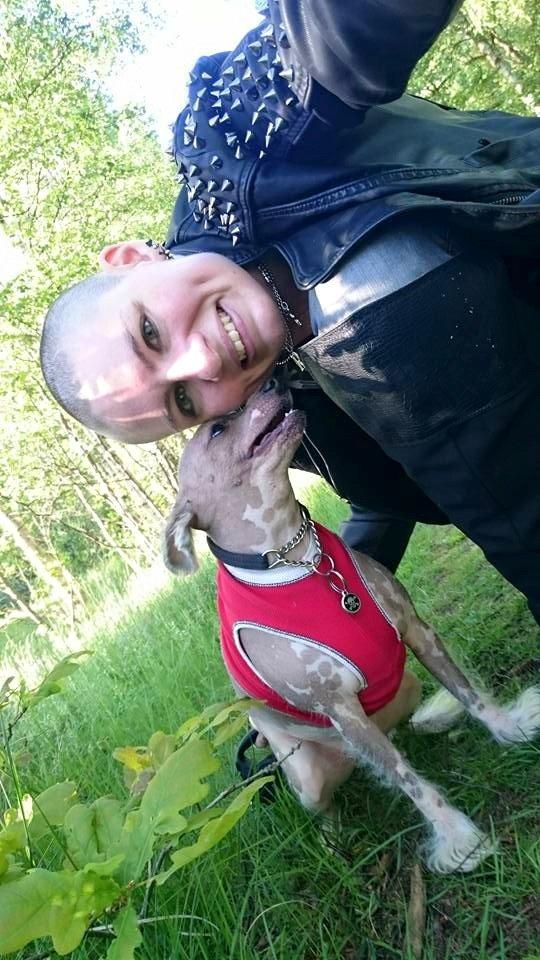 Chinese crested hårløs Spooky billede 26