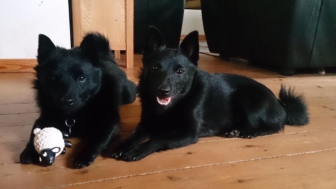 Schipperke Røndesminde's Xander(bølle) billede 12