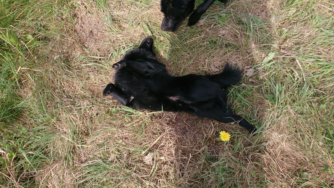 Schipperke Røndesminde's Xander(bølle) billede 13