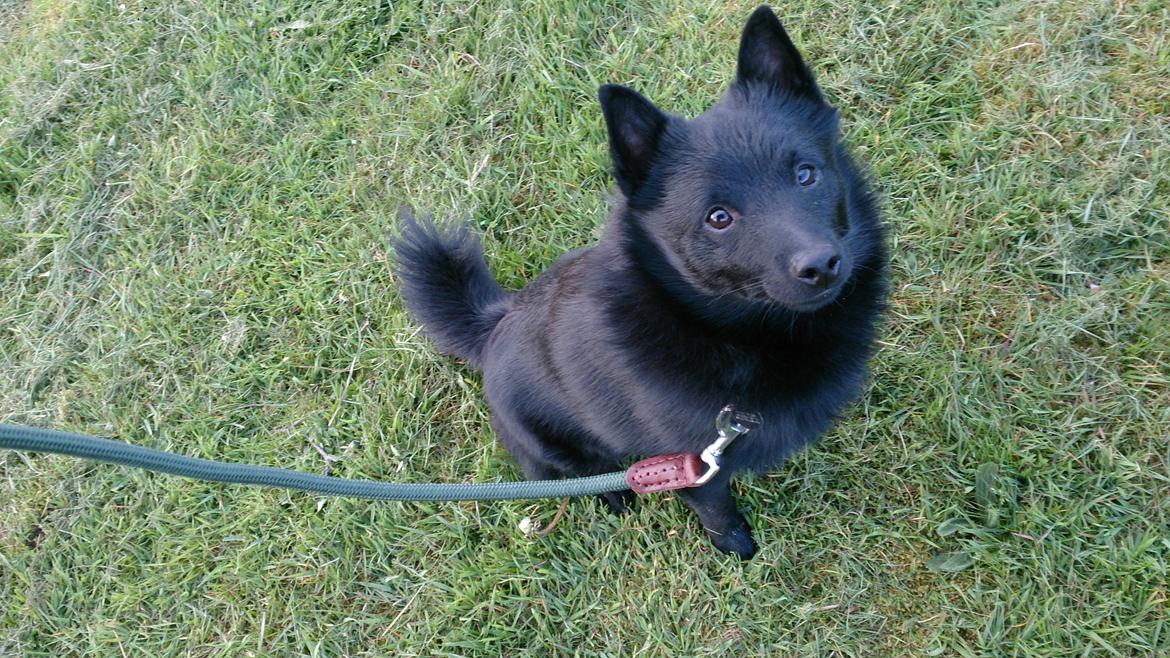 Schipperke Røndesminde's Xander(bølle) billede 15