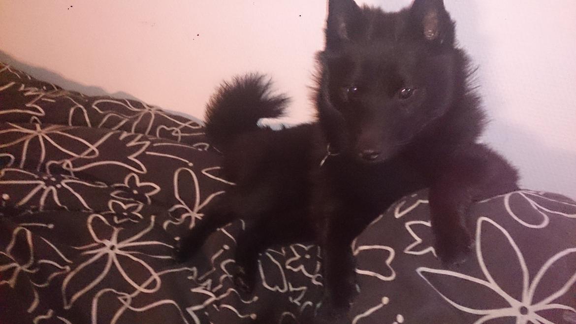 Schipperke Røndesminde's Xander(bølle) billede 16