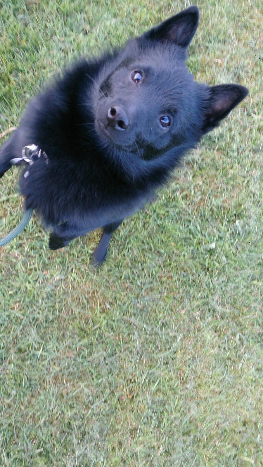 Schipperke Røndesminde's Xander(bølle) billede 14