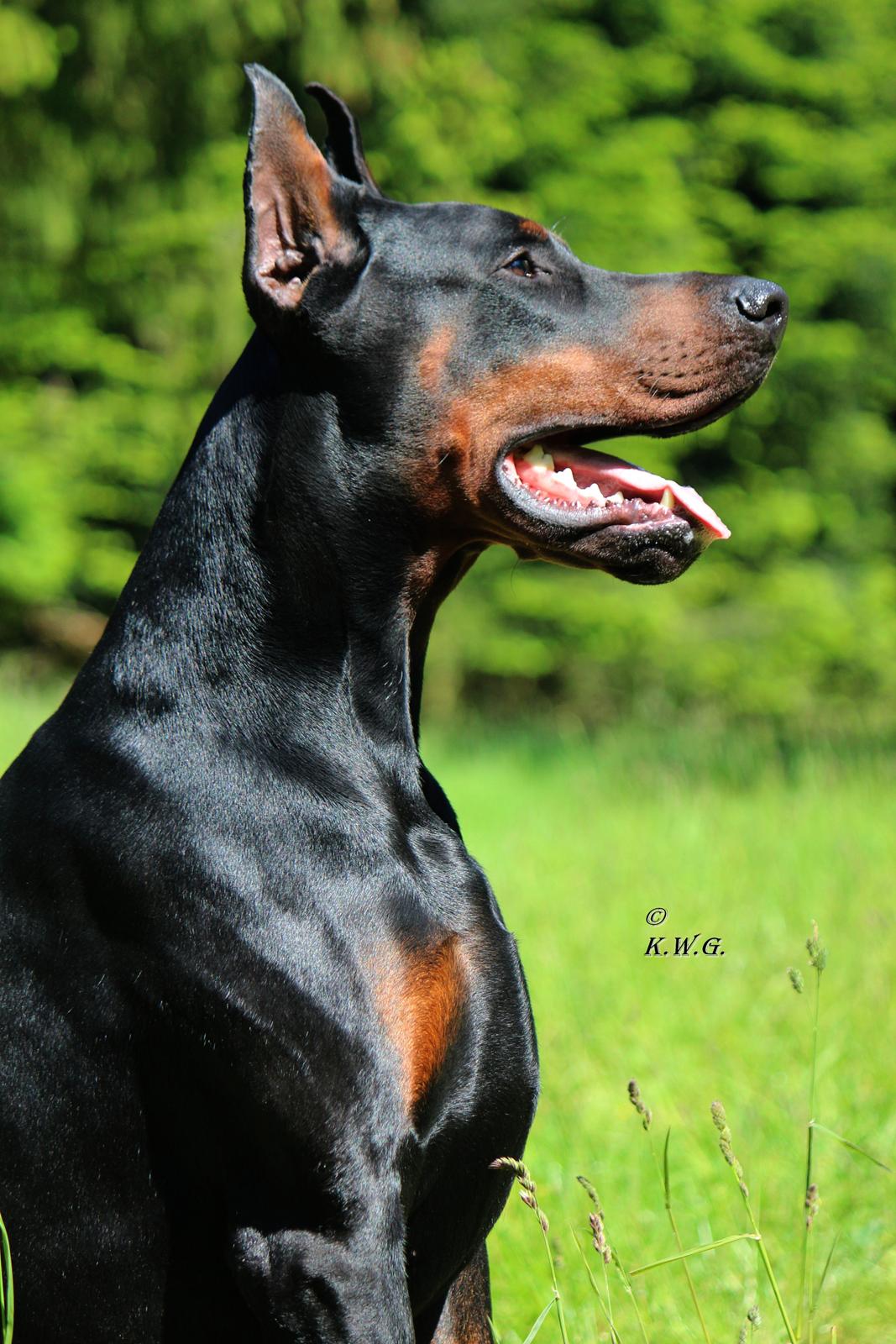 Dobermann LTJCH PLJW14 BALJW14 ROCH Tahi-Reme Jedi - 22½  mdr billede 1