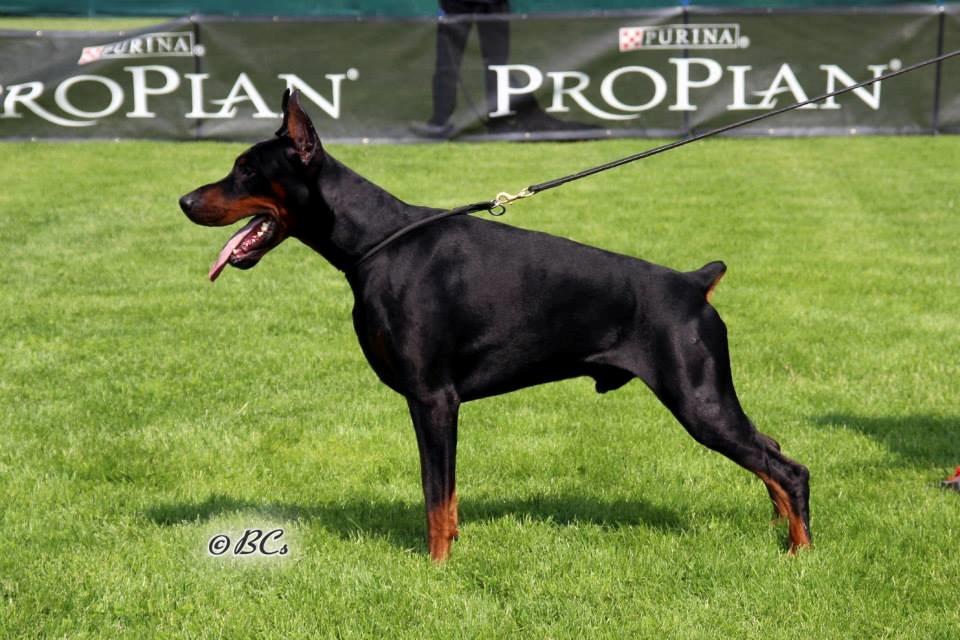 Dobermann LTJCH PLJW14 BALJW14 ROCH Tahi-Reme Jedi billede 5