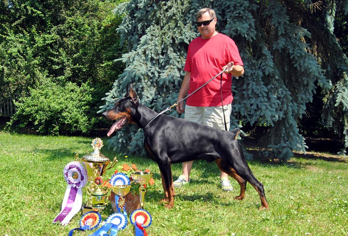 Dobermann LTJCH PLJW14 BALJW14 ROCH Tahi-Reme Jedi billede 6