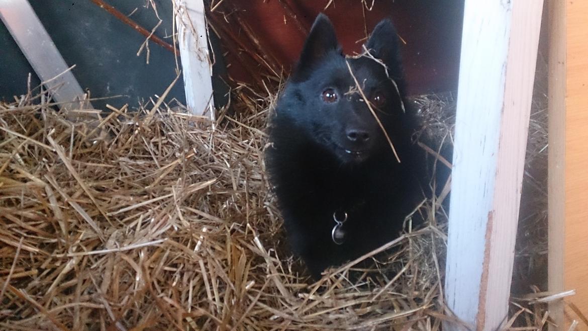 Schipperke Pri-wat Emil (Ludo) billede 20