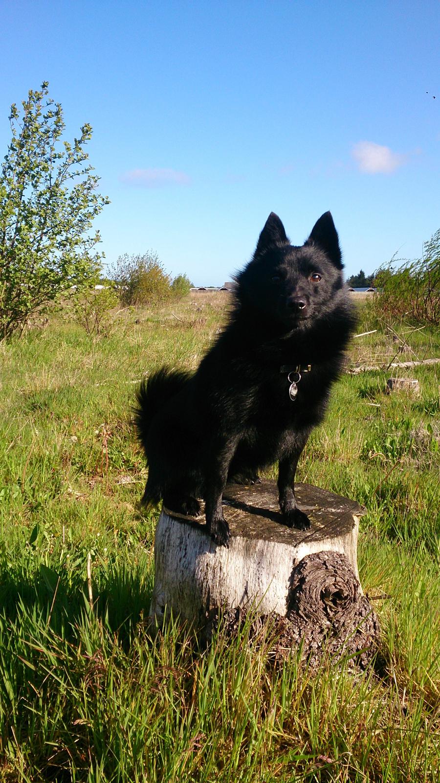 Schipperke Pri-wat Emil (Ludo) billede 21