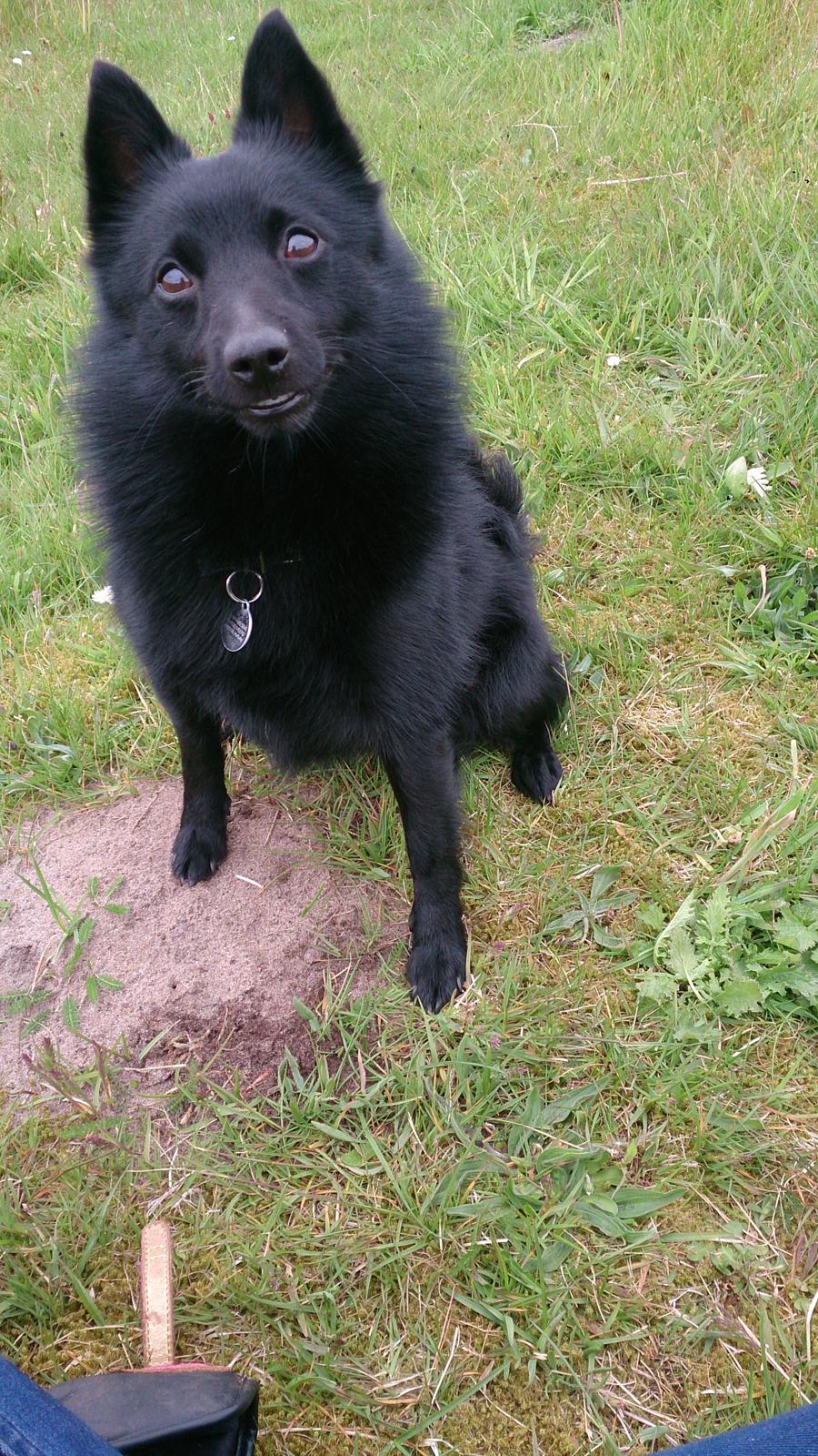 Schipperke Pri-wat Emil (Ludo) billede 22