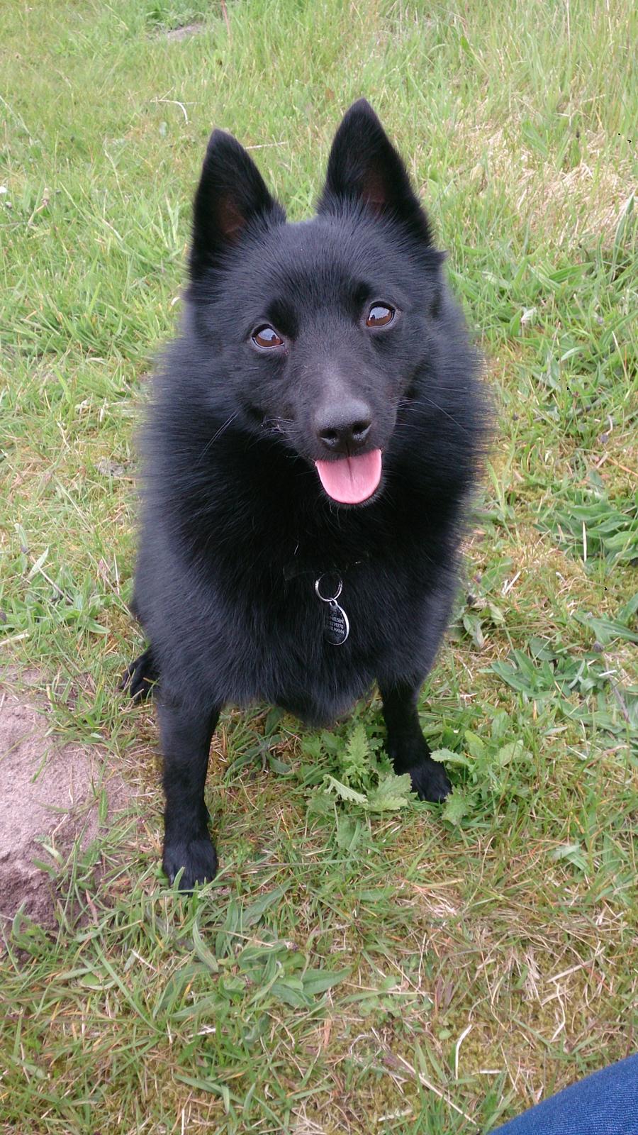 Schipperke Pri-wat Emil (Ludo) billede 23