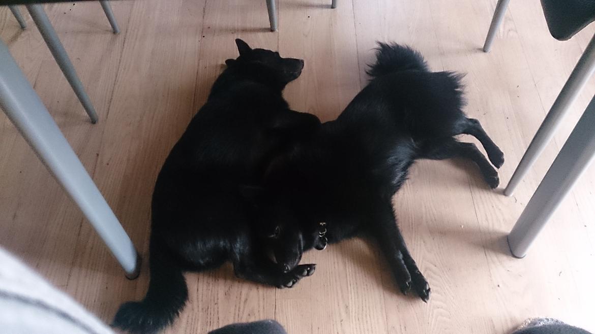 Schipperke Pri-wat Emil (Ludo) billede 24