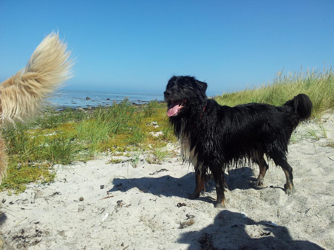 Blanding af racer Tobey billede 21