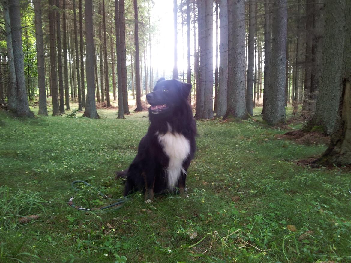 Blanding af racer Tobey billede 23