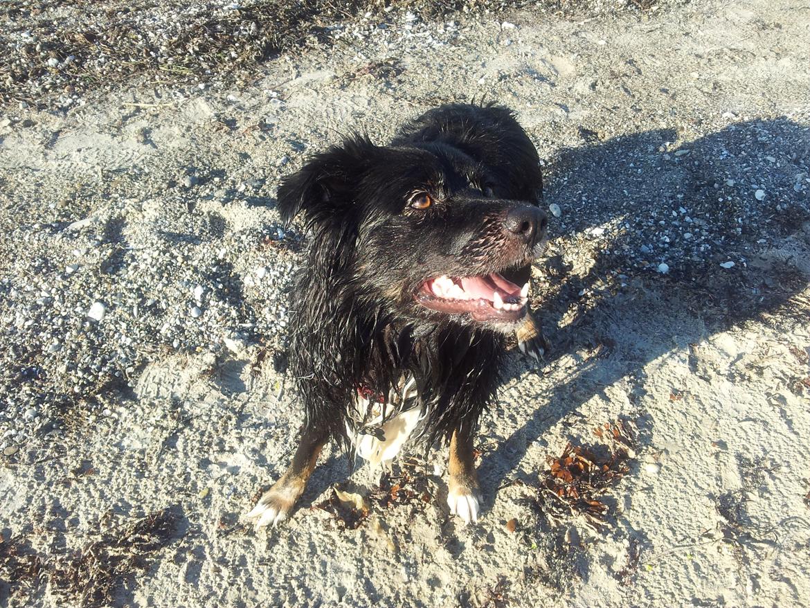 Blanding af racer Tobey billede 24